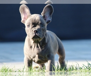 French Bulldog Puppy for sale in BOSTON, MA, USA