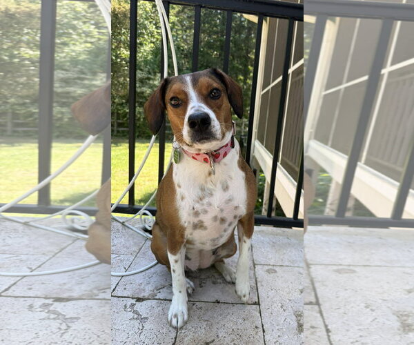 Medium Photo #1 Beagle-Unknown Mix Puppy For Sale in Arlington, VA, USA