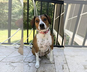 Beagle-Unknown Mix Dogs for adoption in Arlington, VA, USA
