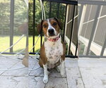 Small Beagle Mix