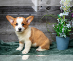 Puppy Elsa Pembroke Welsh Corgi