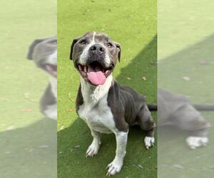 Staffordshire Bull Terrier Dogs for adoption in Sugar Land, TX, USA