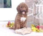 Small Goldendoodle