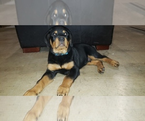 Rottweiler Puppy for sale in PASADENA, TX, USA