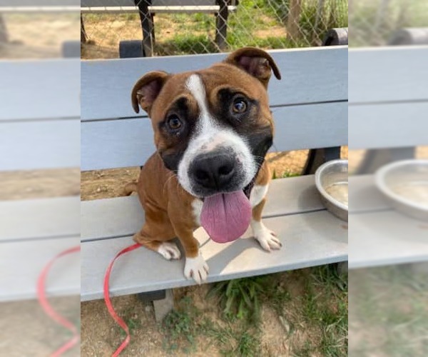 Medium Photo #2 American Staffordshire Terrier-Boxer Mix Puppy For Sale in Holly Springs, NC, USA