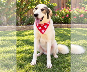 Oreo - Male Great Pyrenees-Unknown Mix Dog for Adoption - Photo #4