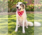 Small Photo #4 Great Pyrenees-Unknown Mix Puppy For Sale in Euless, TX, USA