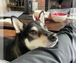 Small #2 Shiba Inu