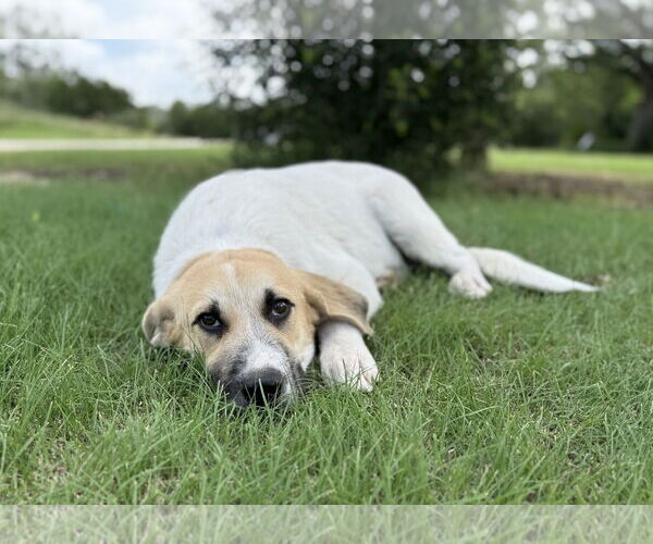 Medium Photo #7 Anatolian Shepherd-Retriever  Mix Puppy For Sale in PIPE CREEK, TX, USA
