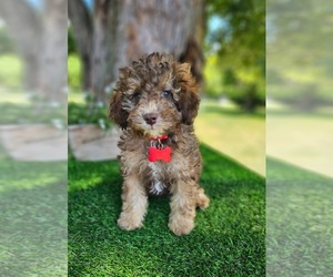 Poodle (Miniature) Puppy for sale in INDIANAPOLIS, IN, USA
