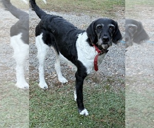 Mother of the Labradoodle puppies born on 07/28/2025