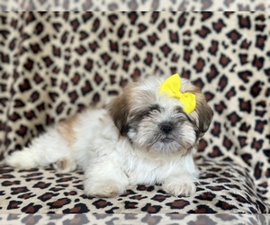 Zuchon Puppy for sale in LAKELAND, FL, USA