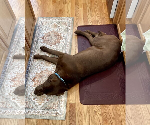 Medium Photo #2 Labrador Retriever Puppy For Sale in Omaha, NE, USA