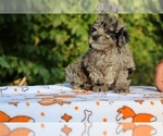 Small #1 Poodle (Toy)