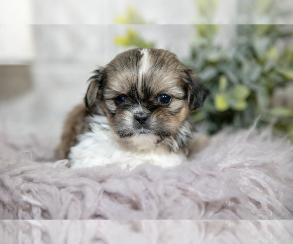 Medium Photo #16 Shih Tzu Puppy For Sale in CLARE, MI, USA