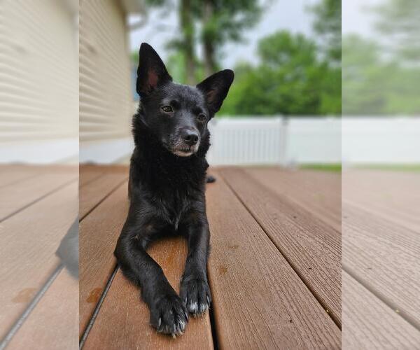 Medium Photo #5 Mutt Puppy For Sale in Morganville, NJ, USA