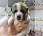 Small Photo #5 Akita Puppy For Sale in LICKING, MO, USA