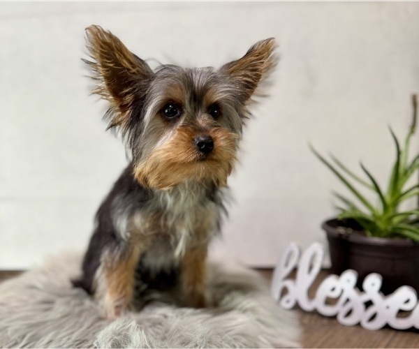 Medium Photo #12 Yorkshire Terrier Puppy For Sale in NAPPANEE, IN, USA