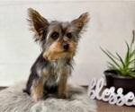 Small #11 Yorkshire Terrier