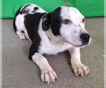 Small #2 American Pit Bull Terrier-Basset Hound Mix