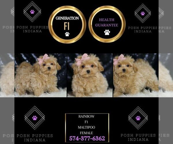 Medium Photo #6 Maltipoo Puppy For Sale in WARSAW, IN, USA