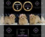 Small #5 Maltipoo