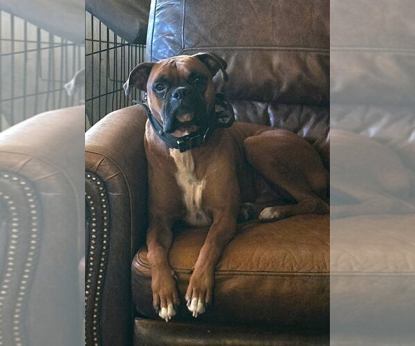 Medium Photo #4 Boxer Puppy For Sale in Austin, TX, USA