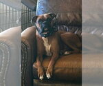 Small #3 Boxer