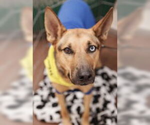 Riley D5145 (was Lyle) - Male Australian Kelpie-German Shepherd Dog Mix Dog for Adoption - Photo #2