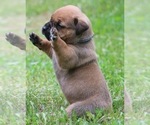 Small #2 Boerboel