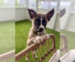 Jack - Male Mutt Dog for Adoption - Small photo