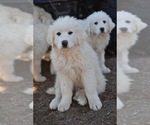 Small Photo #1 Great Pyrenees Puppy For Sale in PERALTA, NM, USA