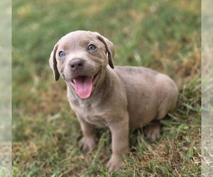 Buffy - Female Labrador Retriever-Unknown Mix Dog for Adoption - Photo #5