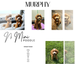 Small Photo #1 Bernedoodle (Miniature) Puppy For Sale in ELKHART, IA, USA