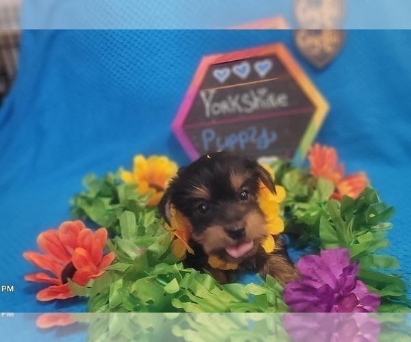 Medium Photo #2 Yorkshire Terrier Puppy For Sale in AKRON, OH, USA