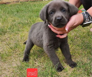 Medium Labrador Retriever