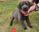 Puppy Red Collar Labrador Retriever