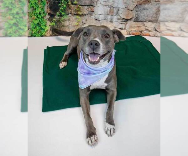 Medium Photo #4 American Staffordshire Terrier-Boxer Mix Puppy For Sale in Kennesaw, GA, USA