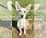 Small Carolina Dog-Huskies  Mix