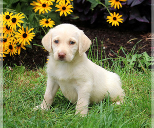 Labradoodle Puppy for sale in LEBANON, PA, USA