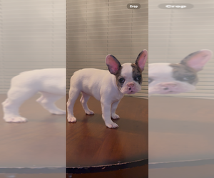 French Bulldog Puppy for sale in ZOLFO SPRINGS, FL, USA