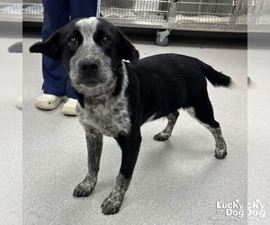 Retriever -Unknown Mix Dogs for adoption in Washington, DC, USA