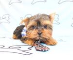 Small Photo #34 Yorkshire Terrier Puppy For Sale in LAS VEGAS, NV, USA