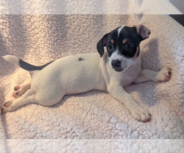 Medium Photo #2 Jack Chi Puppy For Sale in Olalla, WA, USA