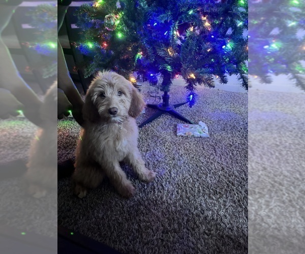 Medium Photo #2 Goldendoodle Puppy For Sale in DENTON, TX, USA
