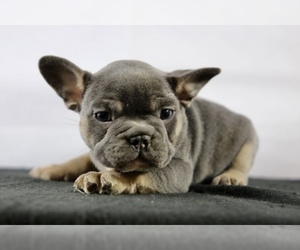 French Bulldog Puppy for sale in BROOKLYN, NY, USA