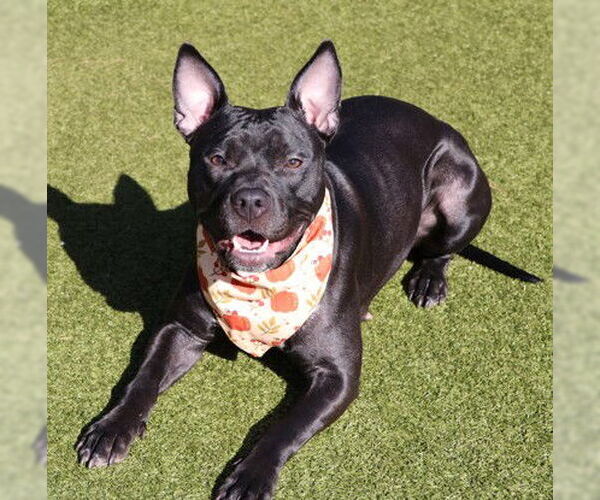 Medium Photo #1 Mutt Puppy For Sale in Rockaway, NJ, USA