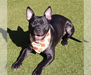 Mutt Dogs for adoption in Rockaway, NJ, USA