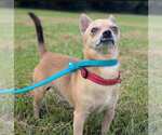 Small #1 Chihuahua