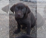 Small Photo #16 Labrador Retriever Puppy For Sale in BENTS FORT, CO, USA